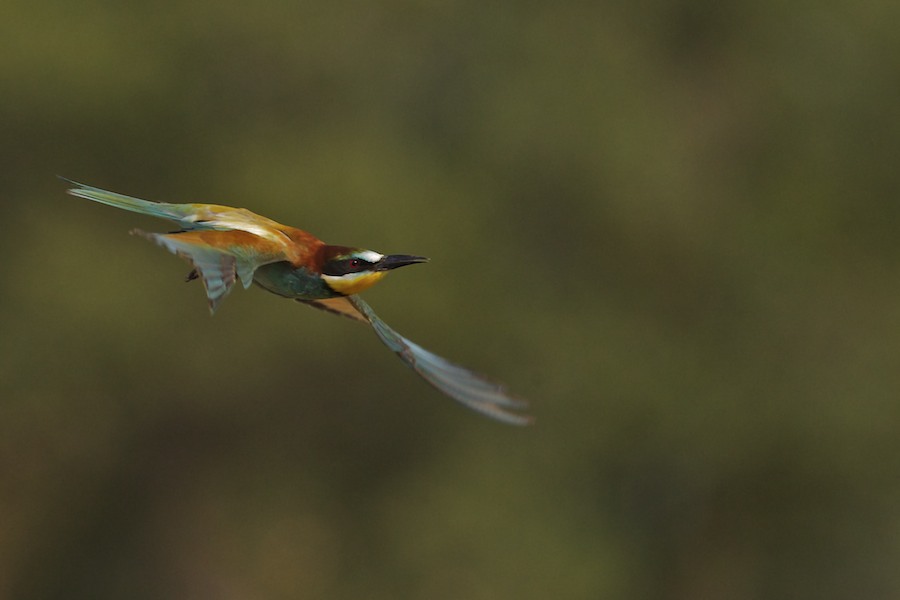 Bee Eater 16